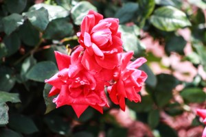 Roses at the marina.